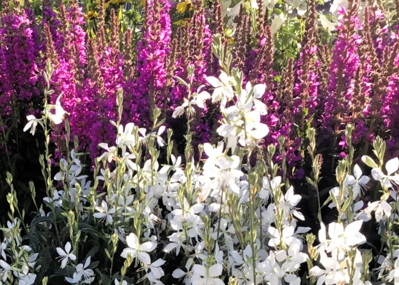 Monheimer Blumenmarkt